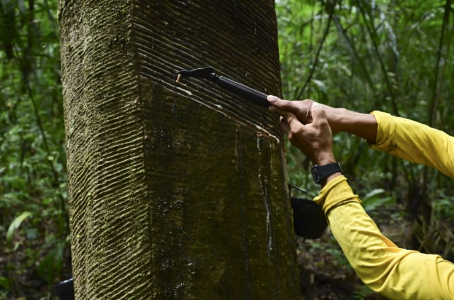 Rubber tappers forge sustainable future in Amazon