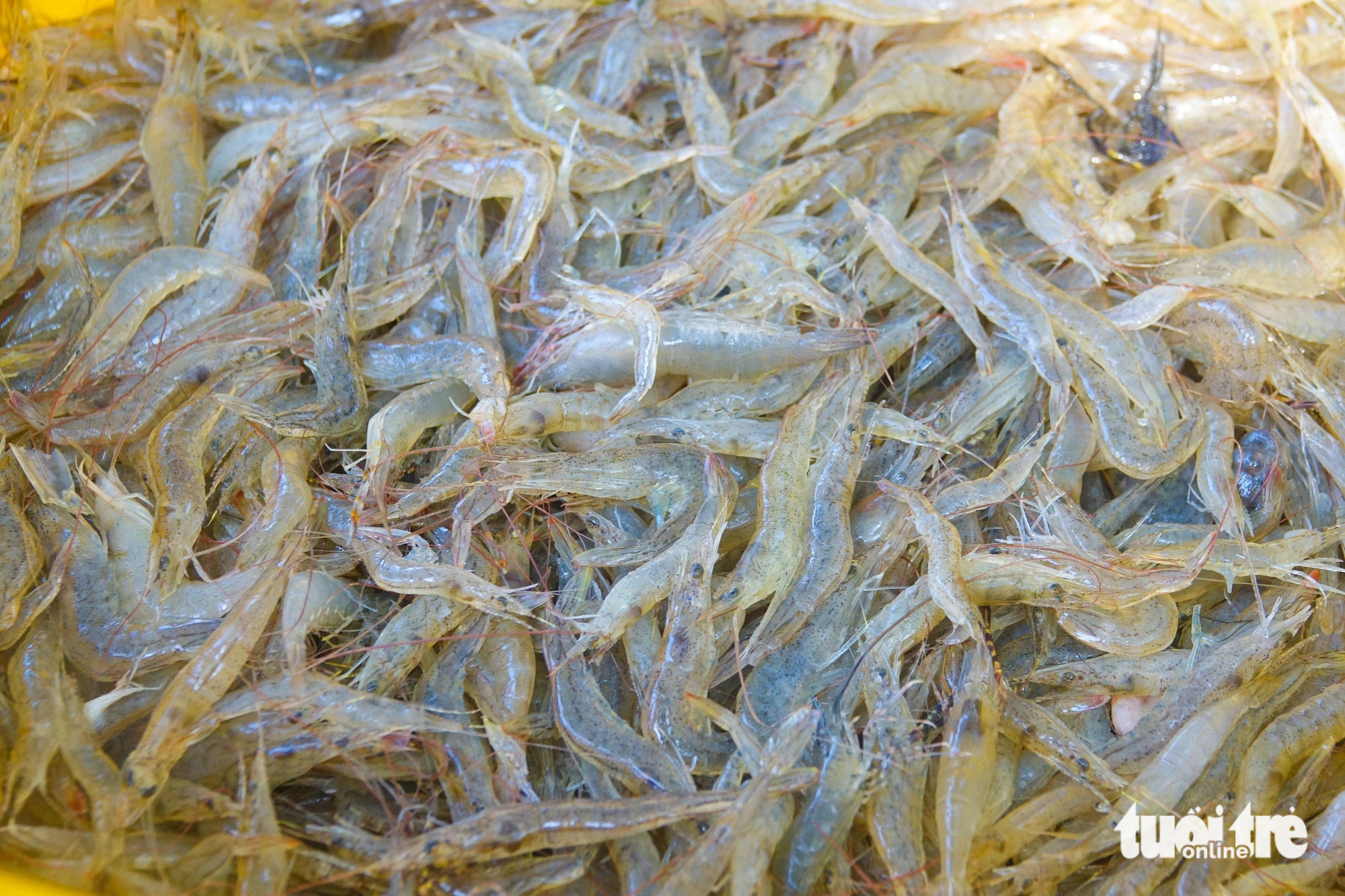 Baby shrimp caught in Kien Giang Province, southern Vietnam. Photo: Chi Cong / Tuoi Tre