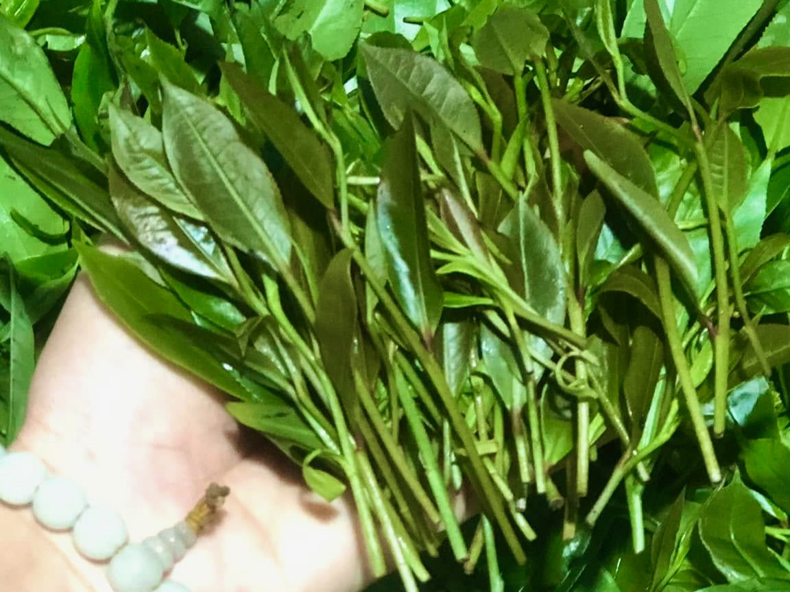 Ma Do tea leaves are freshly harvested from Cu Mong Peak in Song Cau Town, Phu Yen Province, south-central Vietnam. Photo: Ngoc Chung / Tuoi Tre