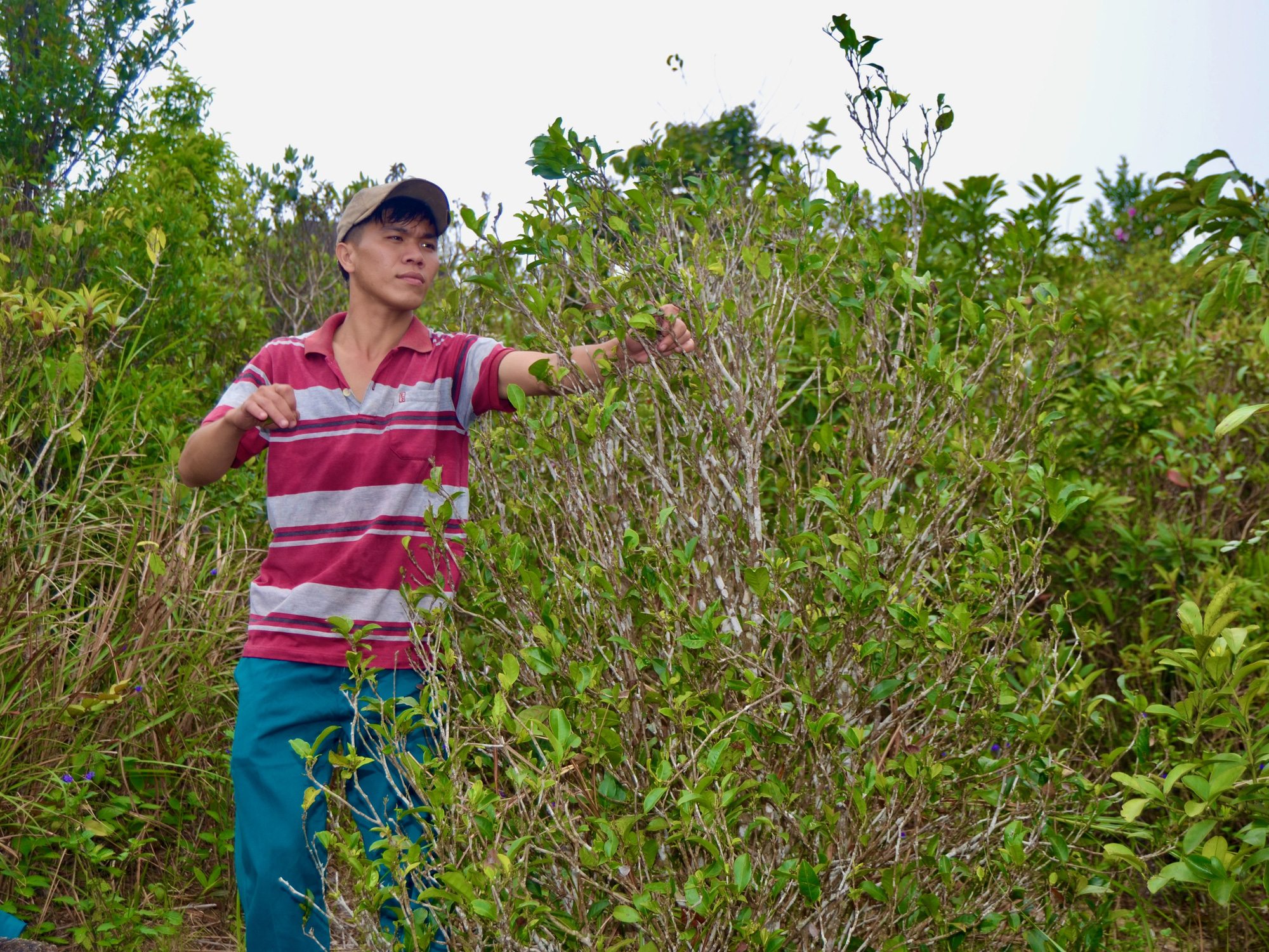 A man picks Ma Do tea leaves from Cu Mong Peak in Song Cau Town, Phu Yen Province, south-central Vietnam. Photo: Ngoc Chung / Tuoi Tre