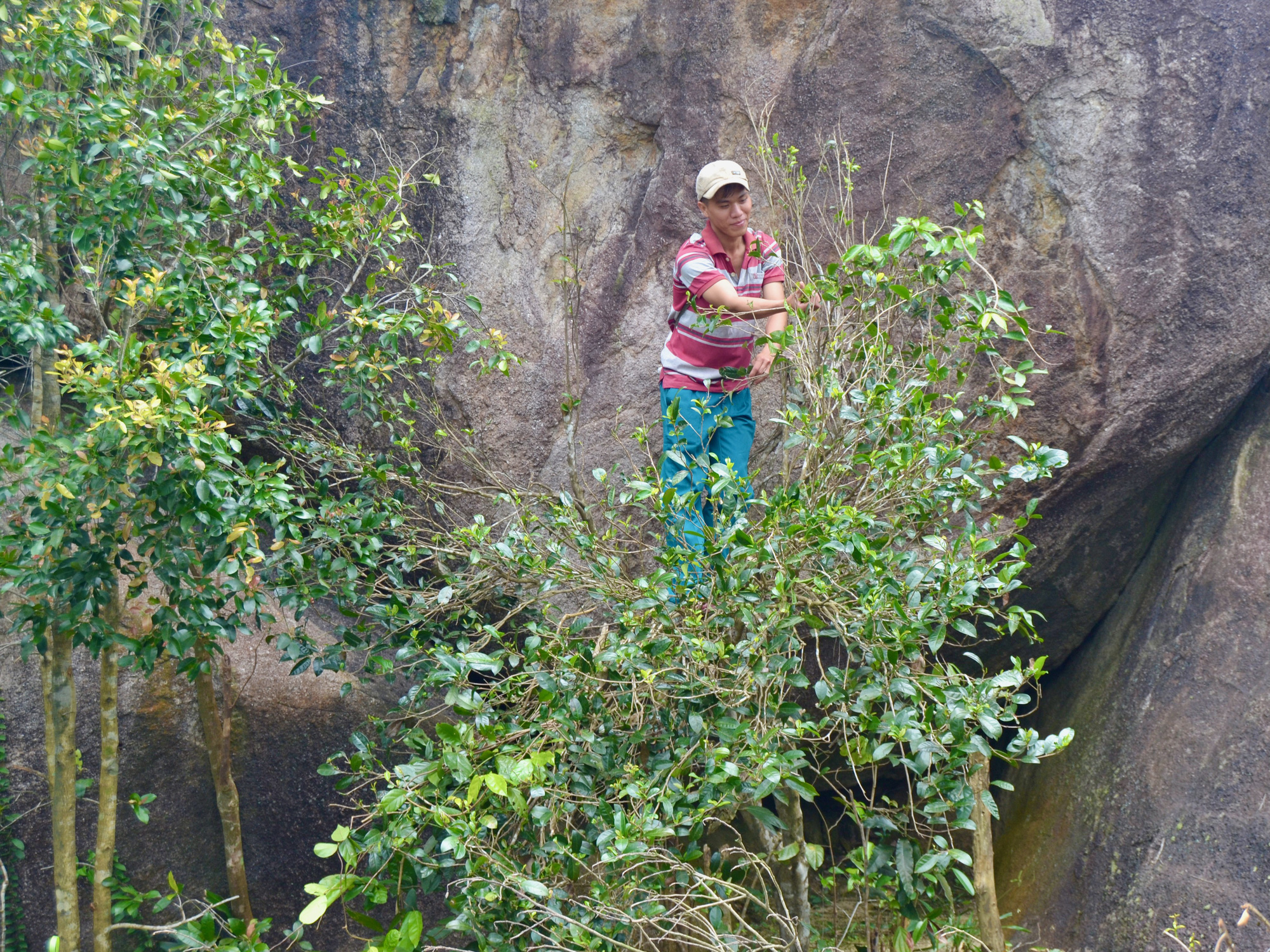 Ma Do tea: Phu Yen’s rare gem harvested for Tet celebration