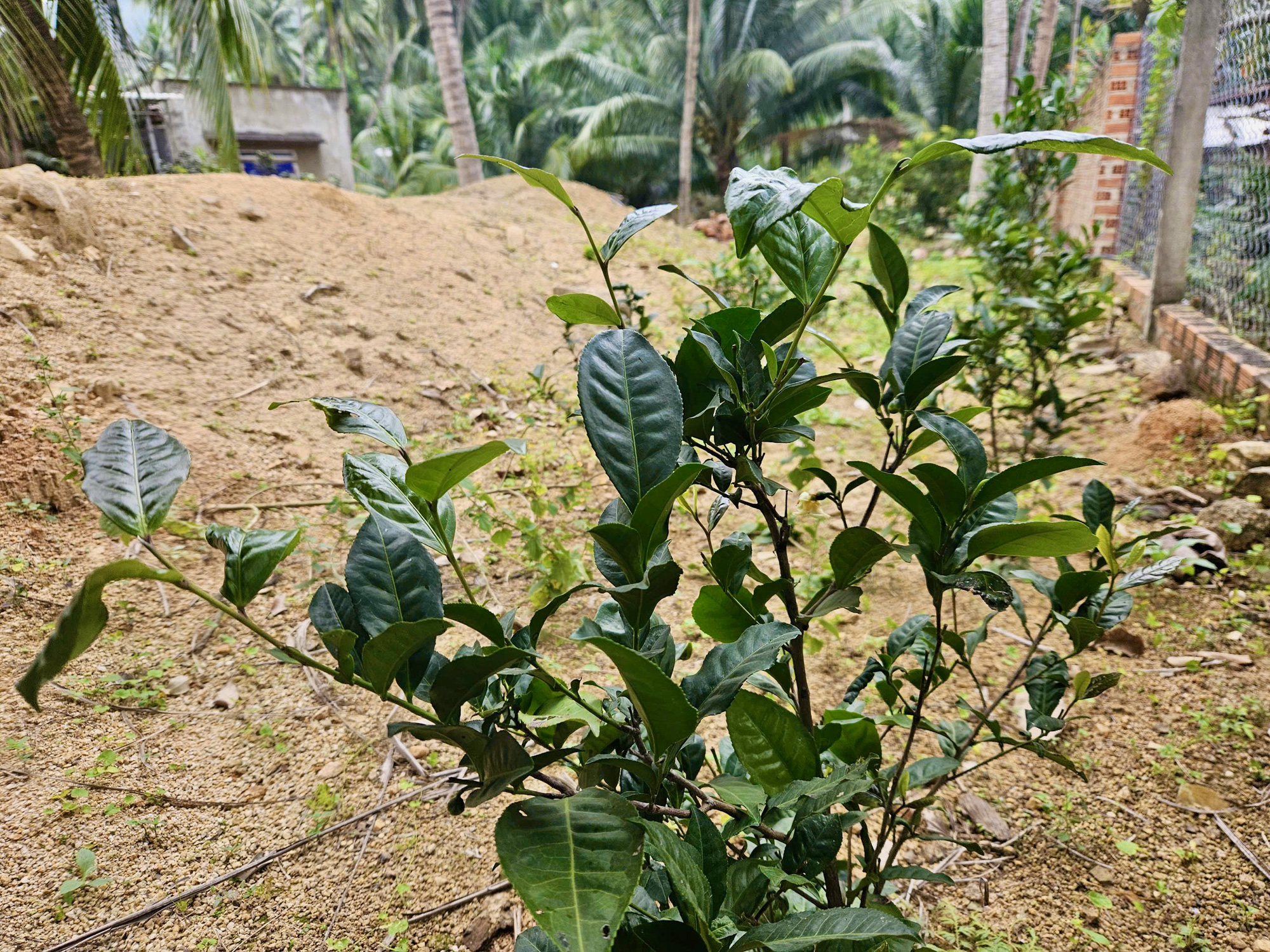 A Ma Do tea tree is planted in Tran Thi Loan’s house in Song Cau Town, Phu Yen Province, south-central Vietnam. Photo: Minh Chien / Tuoi Tre