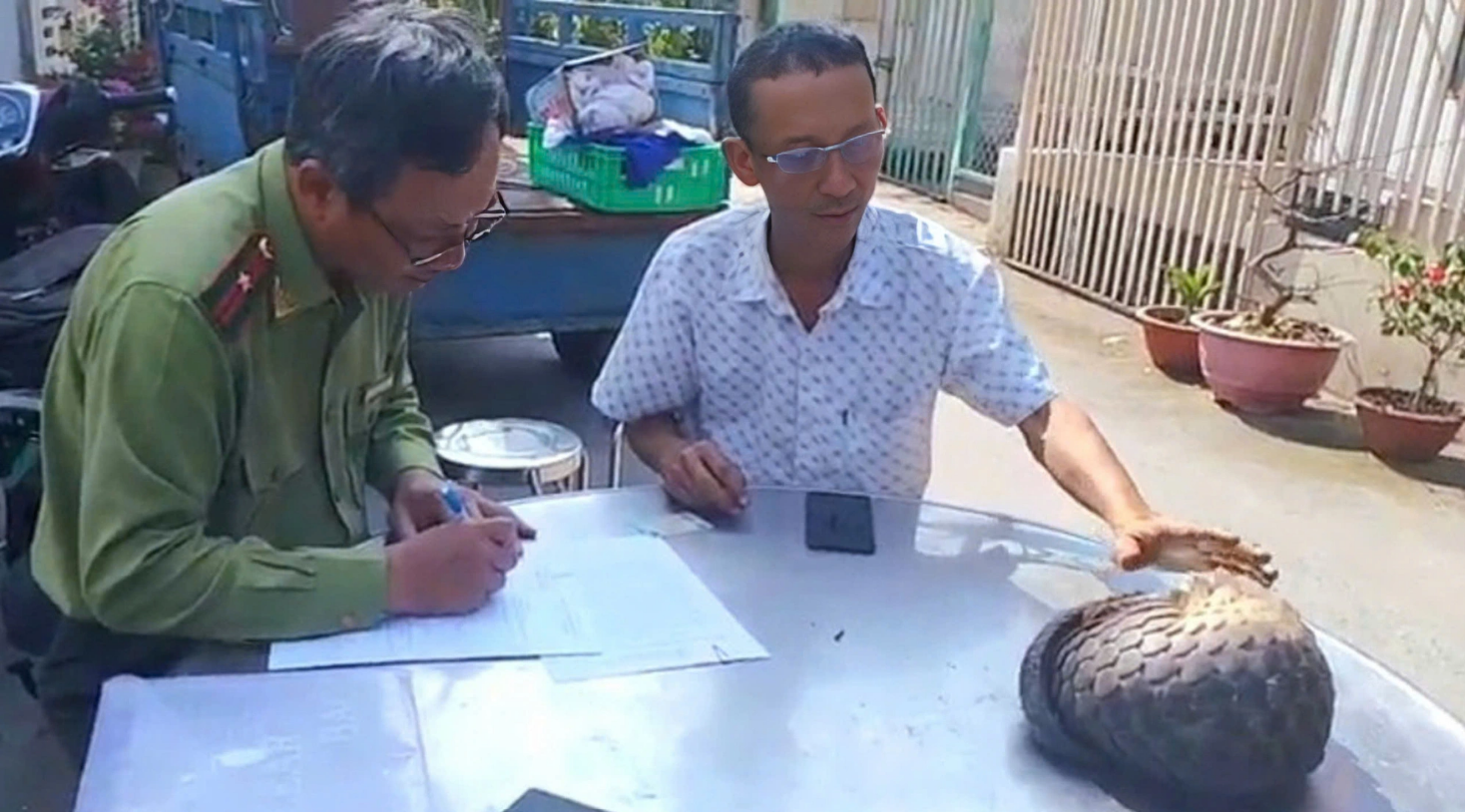 Rare Javan pangolin found in Ho Chi Minh City residential area