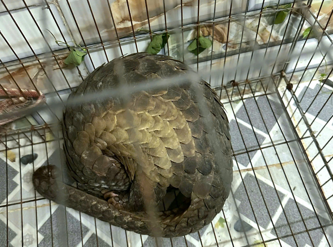 A Javan pangolin weighing some four kilograms found in Nha Be District, Ho Chi Minh City. Photo: Supplied