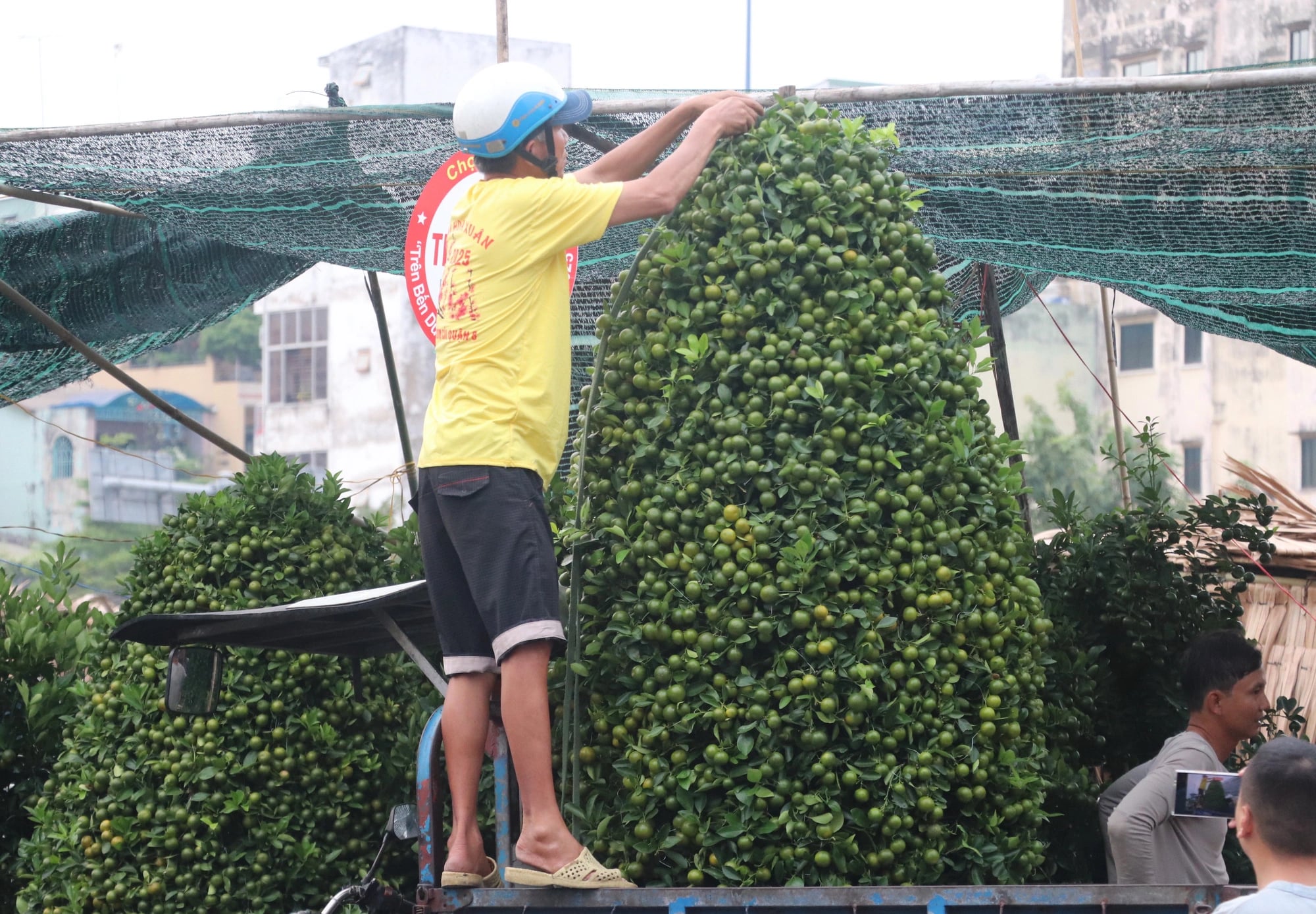 A gardener reinforces a large kumquat pot for safe transportation to the customer. Photo: Hong Phuc / Tuoi Tre