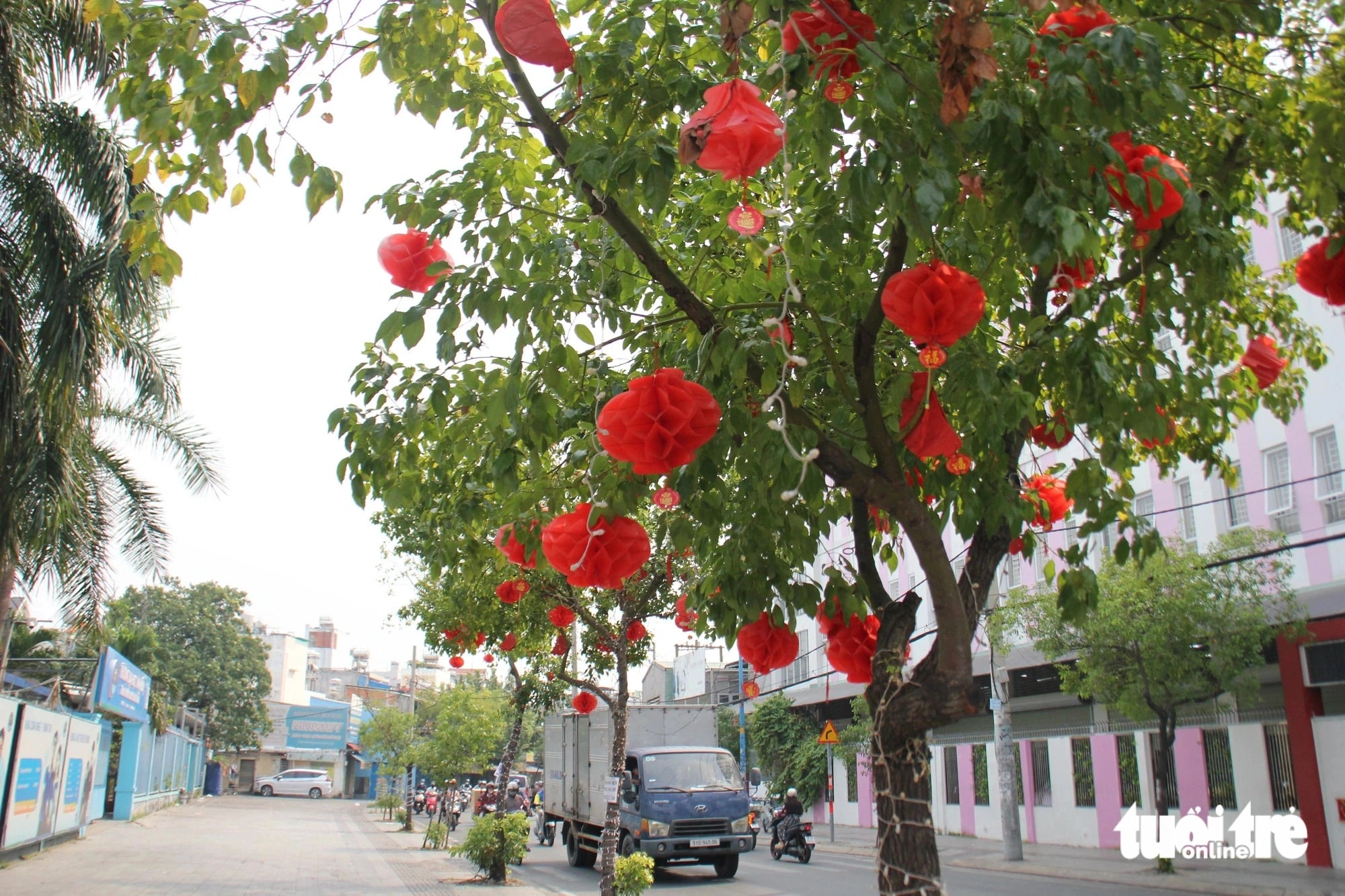 Trees are decorated with Tet lanterns on Tan Hoa Canal Street, Tan Phu District, Ho Chi Minh City. Photo: Bao Tran / Tuoi Tre