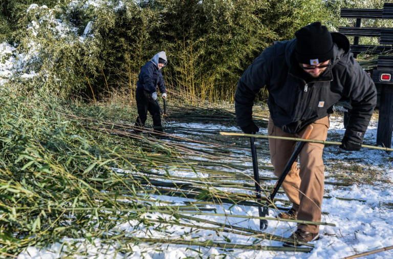 Bamboo farm gets chopping for US zoo's hungry new pandas