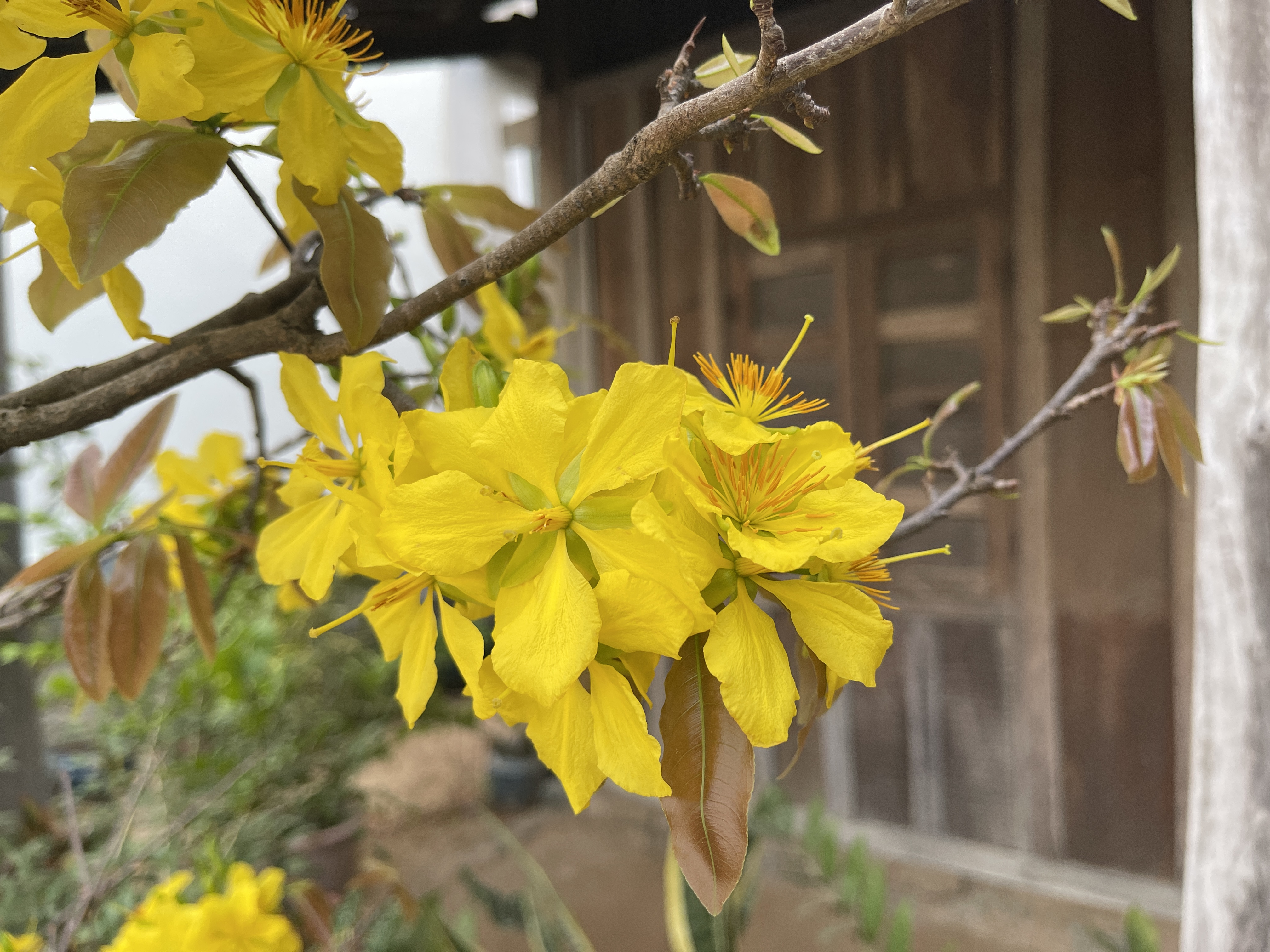 Apricot blossoms, the iconic flowers symbolizing Tet in southern Vietnam. Photo: Dong Nguyen / Tuoi Tre News