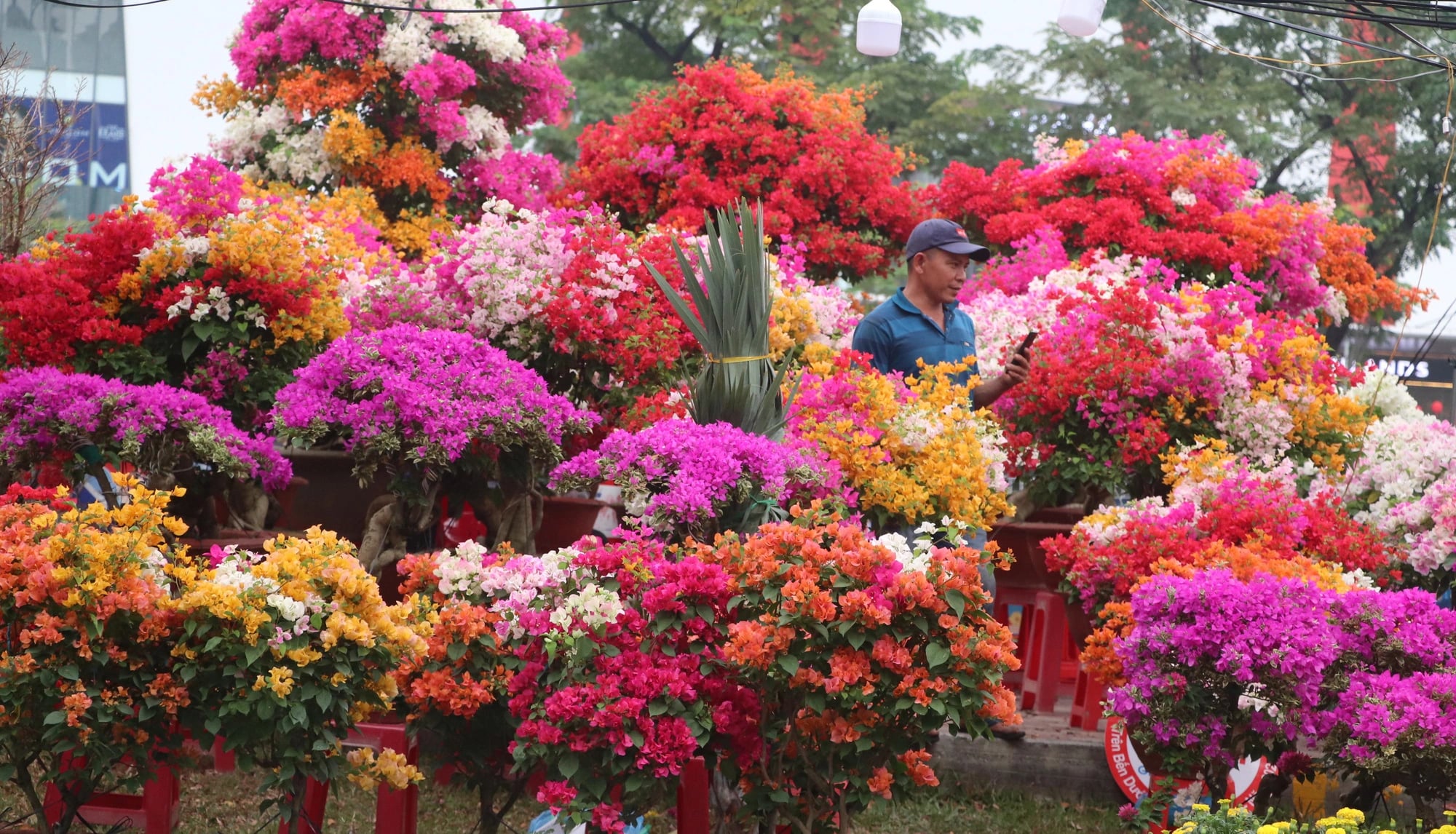 Colorful bougainvillea pots at the spring flower market. Photo: Hong Phuc / Tuoi Tre