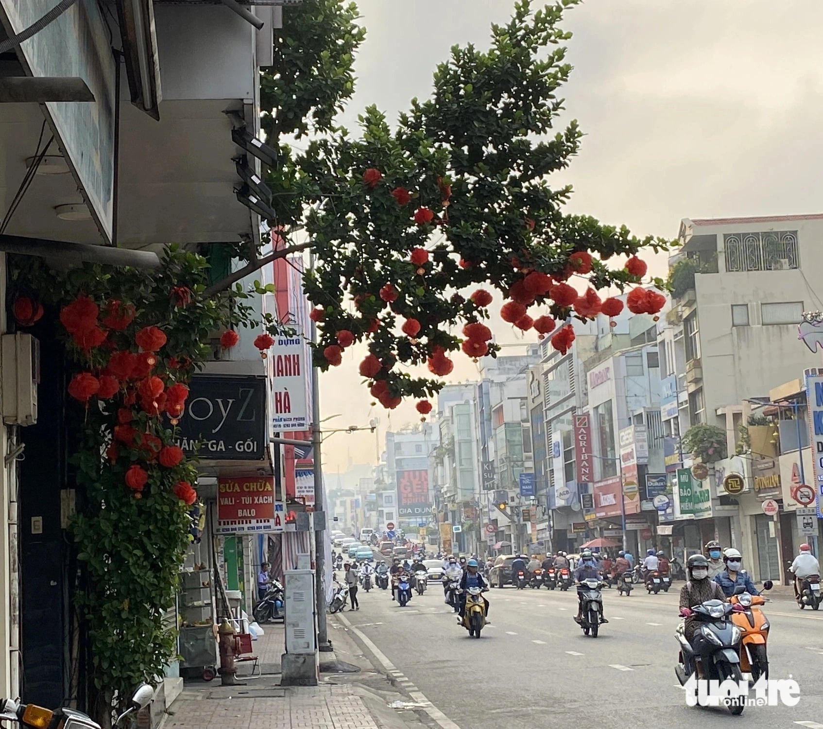 A tree is decorated with Tet lanterns on Phan Dinh Phung Street, Phu Nhuan District. Photo: The Huy / Tuoi Tre