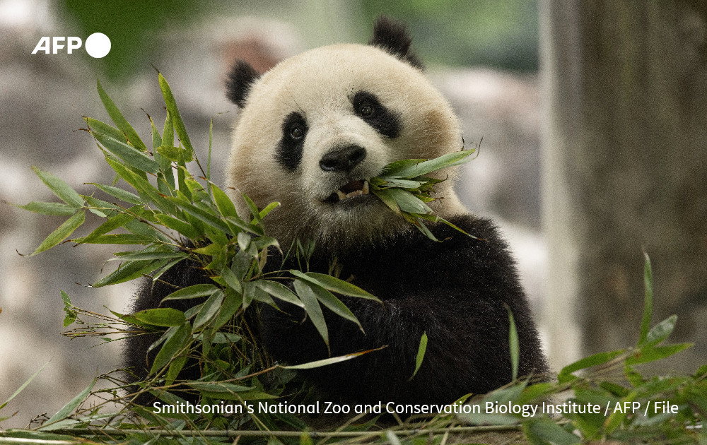 The Smithsonian's National Zoo new pandas add to the already high demands at the bamboo farm. Photo: AFP