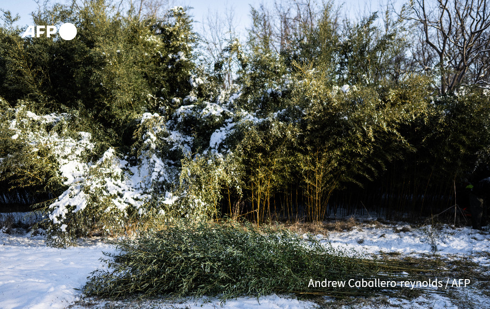 Bamboo shoots harvested to feed the giant pandas at the National Zoo in Washington, DC, are seen in an agricultural area of the Smithsonian National Zoo and Conservation Biology Institute in Front Royal, Virginia, January 23, 2025. Photo: AFP