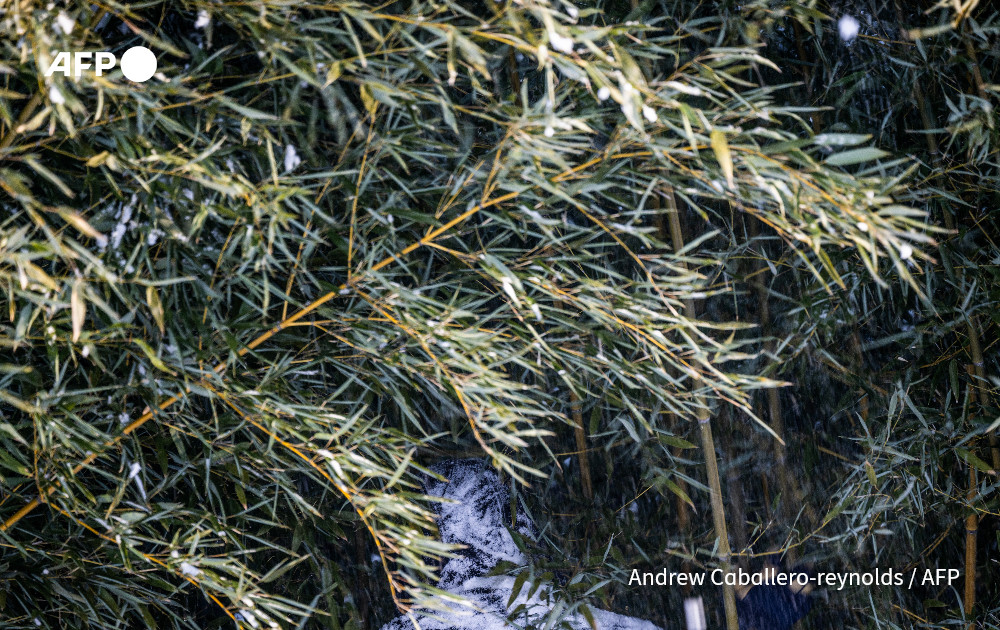 Snow falls on a contractor harvesting bamboo shoots to feed the giant pandas at the National Zoo in Washington, DC, in an agricultural area of the Smithsonian National Zoo and Conservation Biology Institute in Front Royal, Virginia, January 23, 2025. Photo: AFP