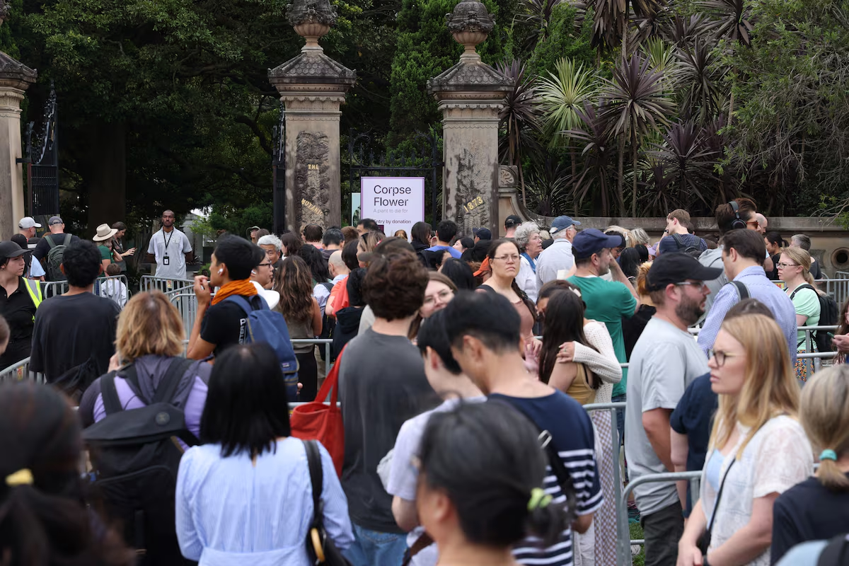 People line up to view the blossoming Bunga Bangkai, nicknamed the 'corpse flower' for its stench, in Sydney, Australia, January 23, 2025. Photo: Reuters