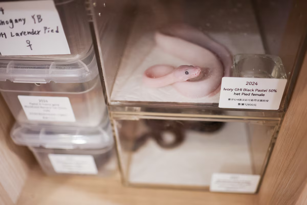 Snakes can be seen at Pythonism, a pet store, that offers customers an opportunity to enjoy the company of snakes while sipping coffee, ahead of the upcoming Lunar New Year, which will usher in the Year of the Snake, in Taipei, Taiwan January 23, 2025. Photo: Reuters