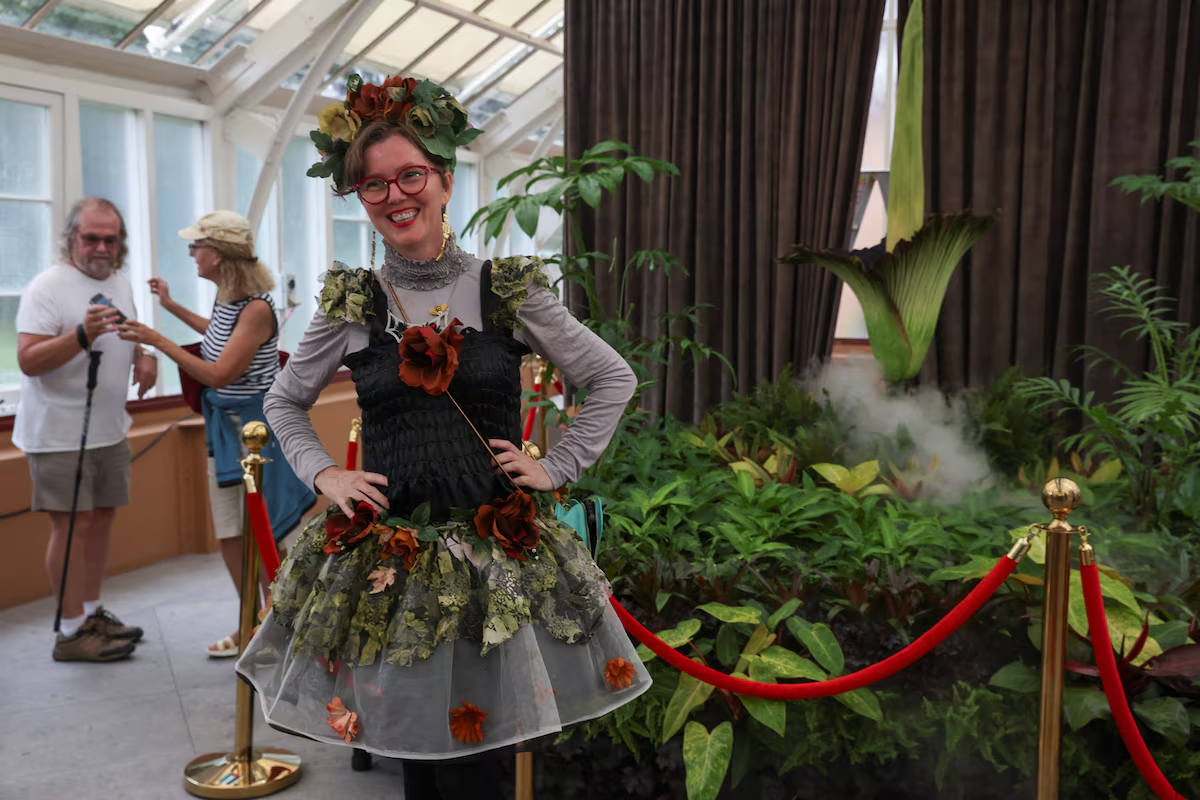 A person dressed in a botanical-inspired outfit poses in front of a blossoming Bunga Bangkai, nicknamed the 'corpse flower' for its stench, in Sydney, Australia, January 23, 2025. Photo: Reuters