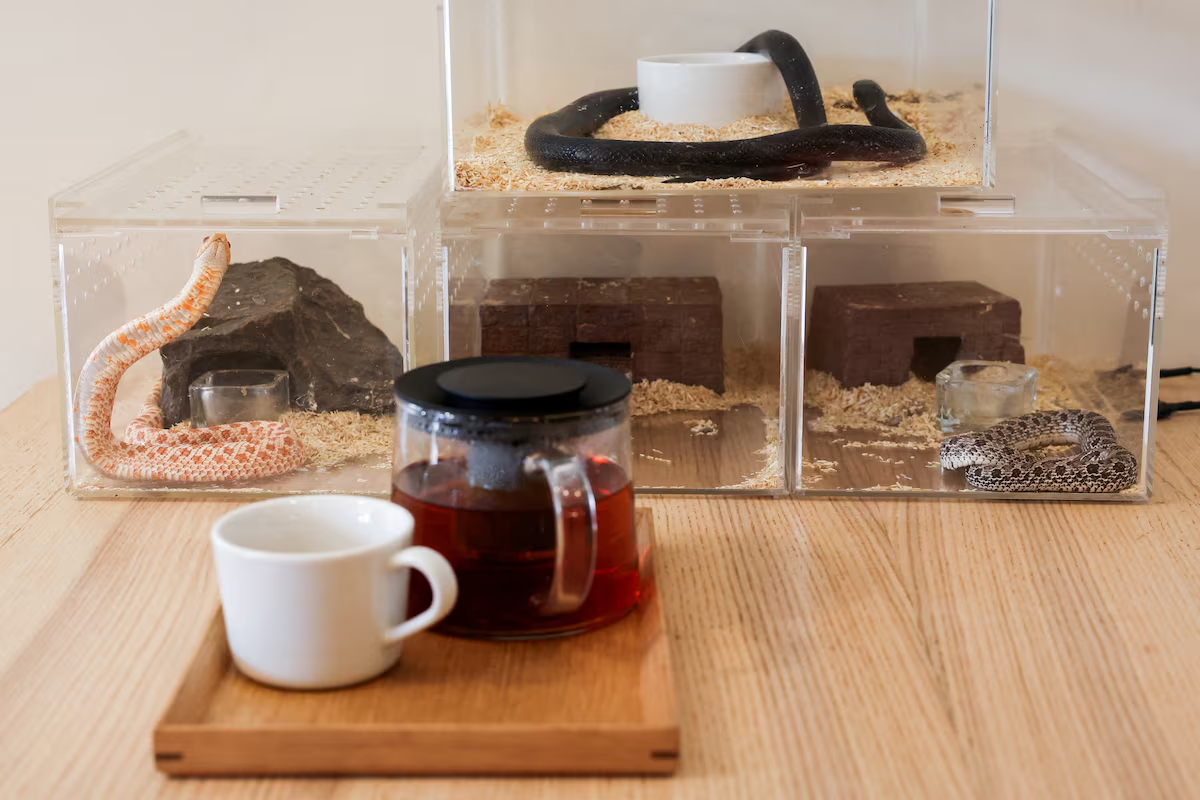 Snakes in cages can be seen on a cafe table at Pythonism, a pet store, ahead of the upcoming Lunar New Year, which will usher in the Year of the Snake, in Taipei, Taiwan January 23, 2025. Photo: Reuters