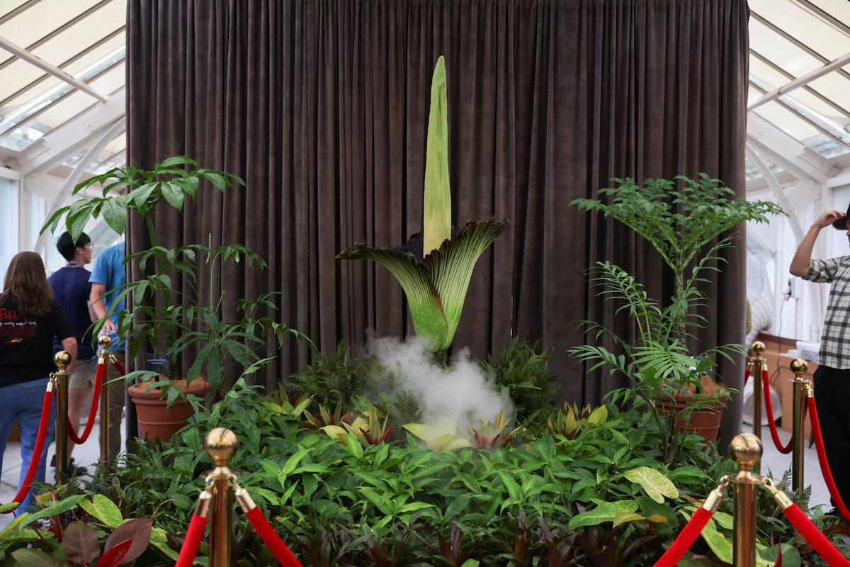 A view of a blossoming Bunga Bangkai, nicknamed the 'corpse flower' for its stench, at the Botanic Gardens of Sydney in Sydney, Australia, January 23, 2025. Photo: Reuters