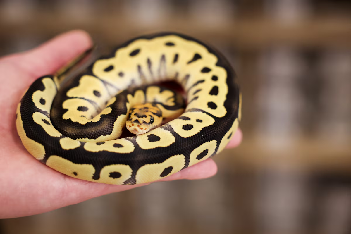 A snake can be seen at Pythonism, a pet store, that offers customers an opportunity to enjoy the company of snakes while sipping coffee, ahead of the upcoming Lunar New Year, which will usher in the Year of the Snake, in Taipei, Taiwan January 23, 2025. Photo: Reuters