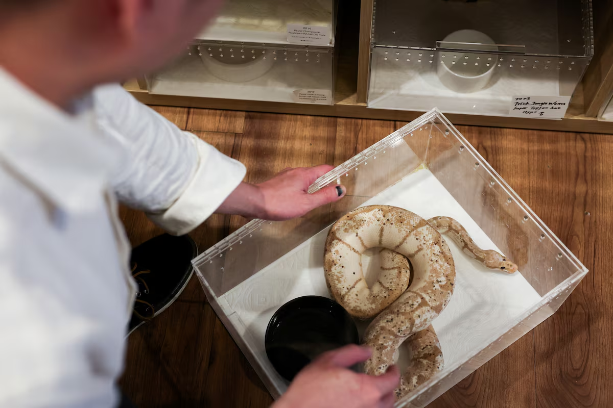 Luo Chih-yu, 42, the owner of Pythonism, a pet store, checks on one of his snakes ahead of the upcoming Lunar New Year, which will usher in the Year of the Snake, in Taipei, Taiwan January 23, 2025. Photo: Reuters