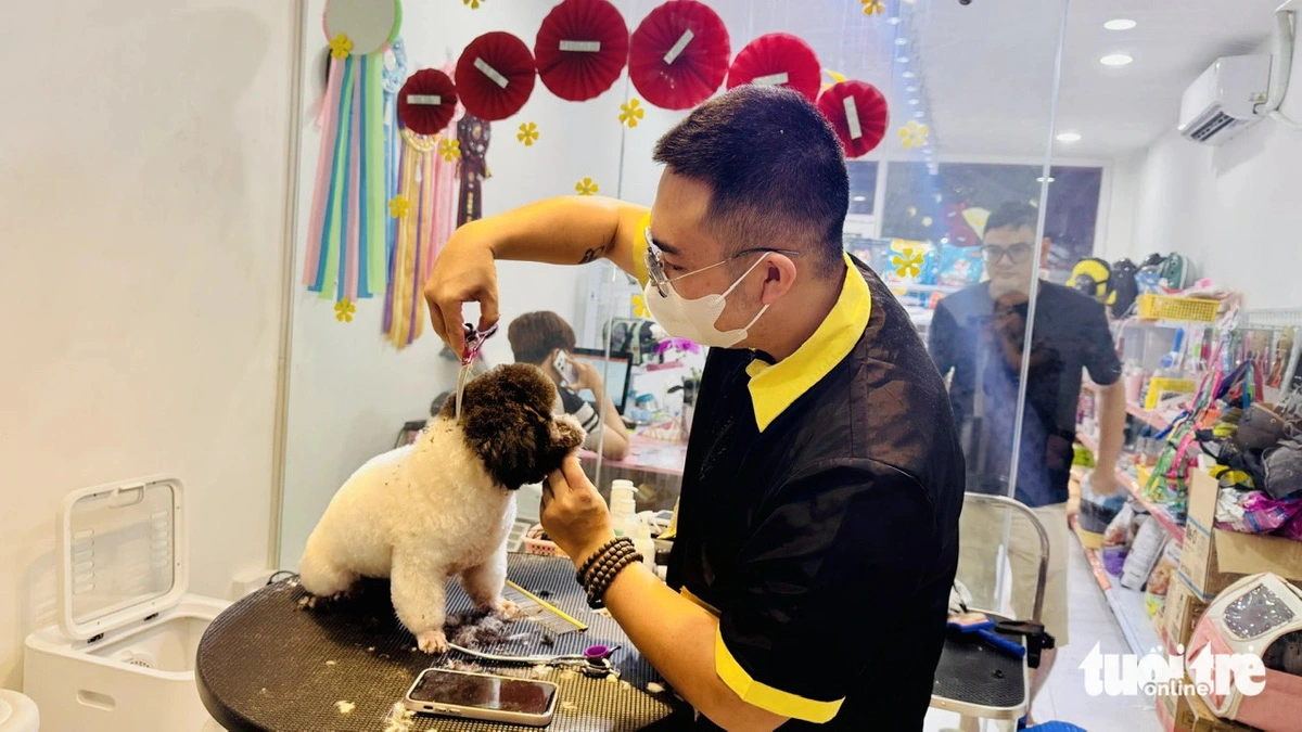 A man trims the fur of a dog in Ho Chi Minh City. Photo: Bong Mai / Tuoi Tre