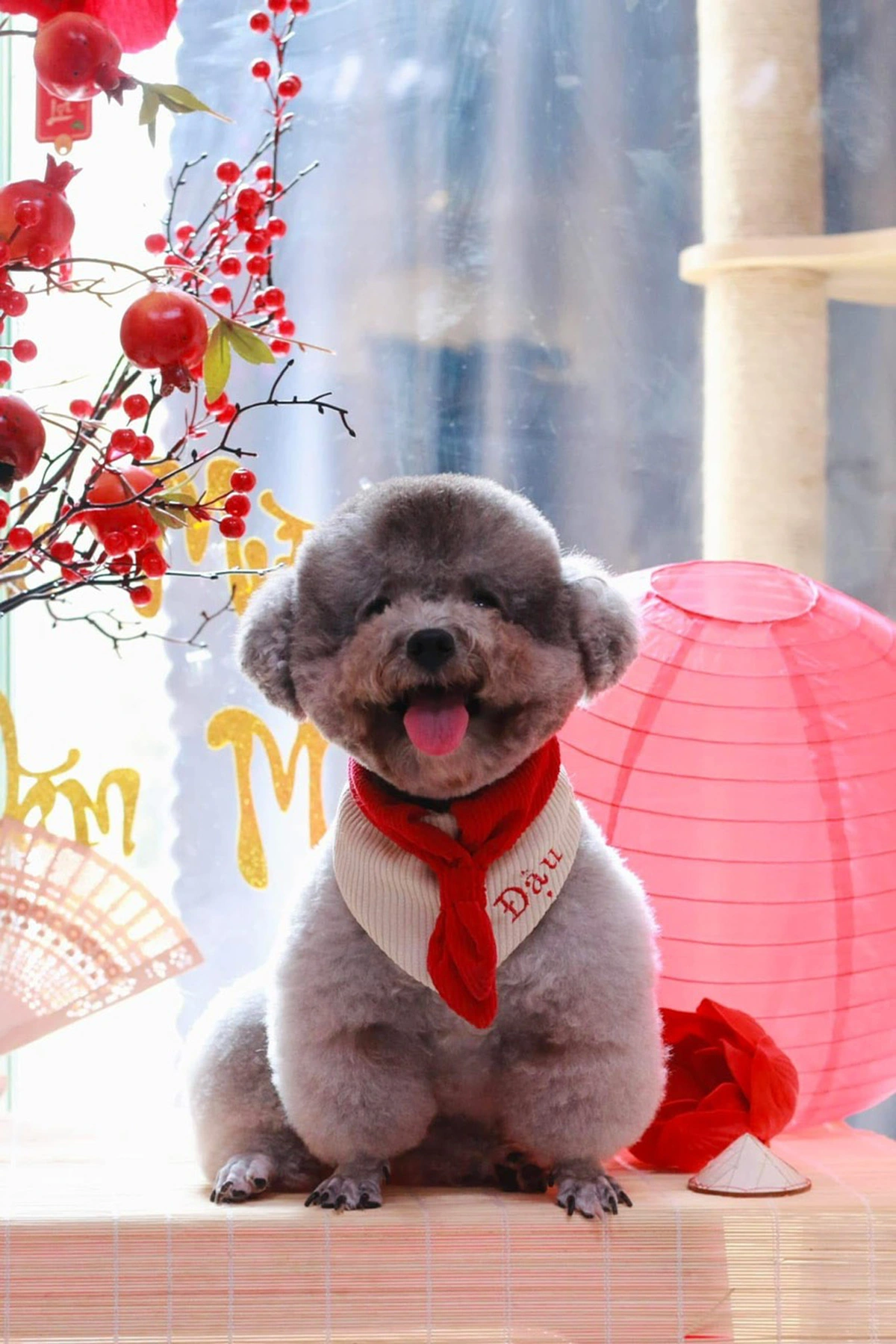 A dog is photographed after being groomed in Ho Chi Minh City. Photo: Haulambao