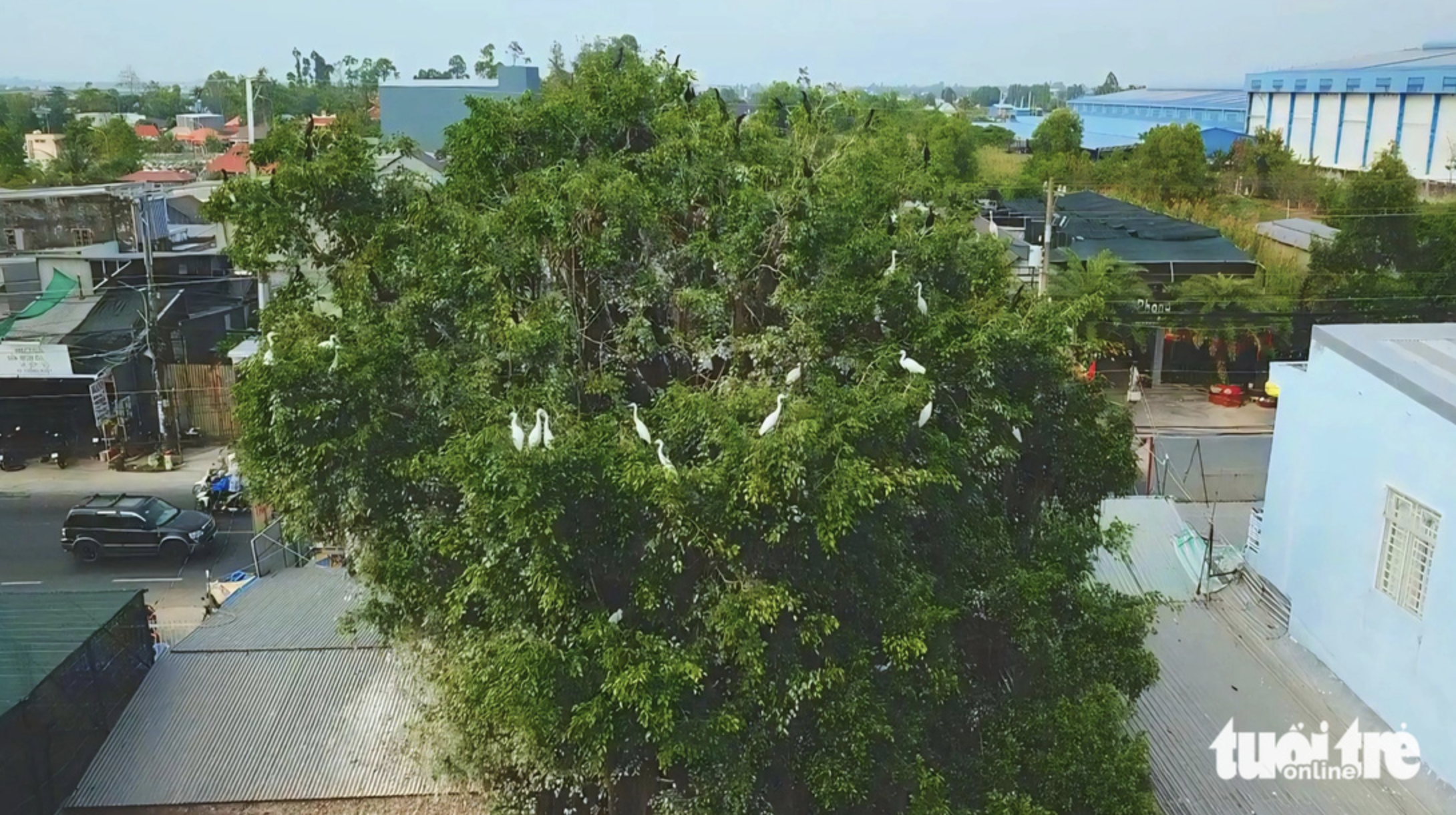 Thousands of wild birds roost in garden in southern Vietnam