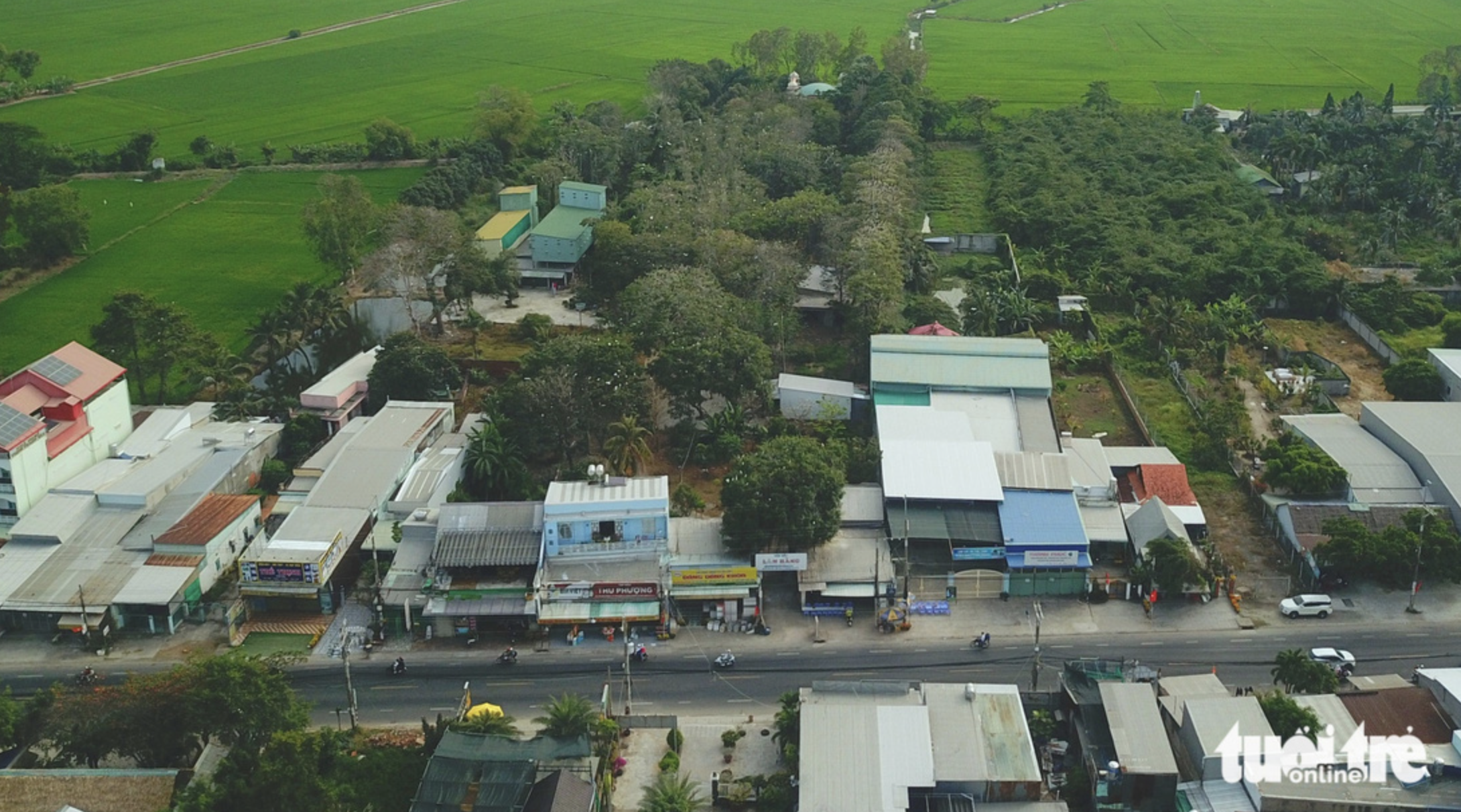 A garden which wild birds chose to roost in covers some two hectares. Photo: Ngoc Khai / Tuoi Tre