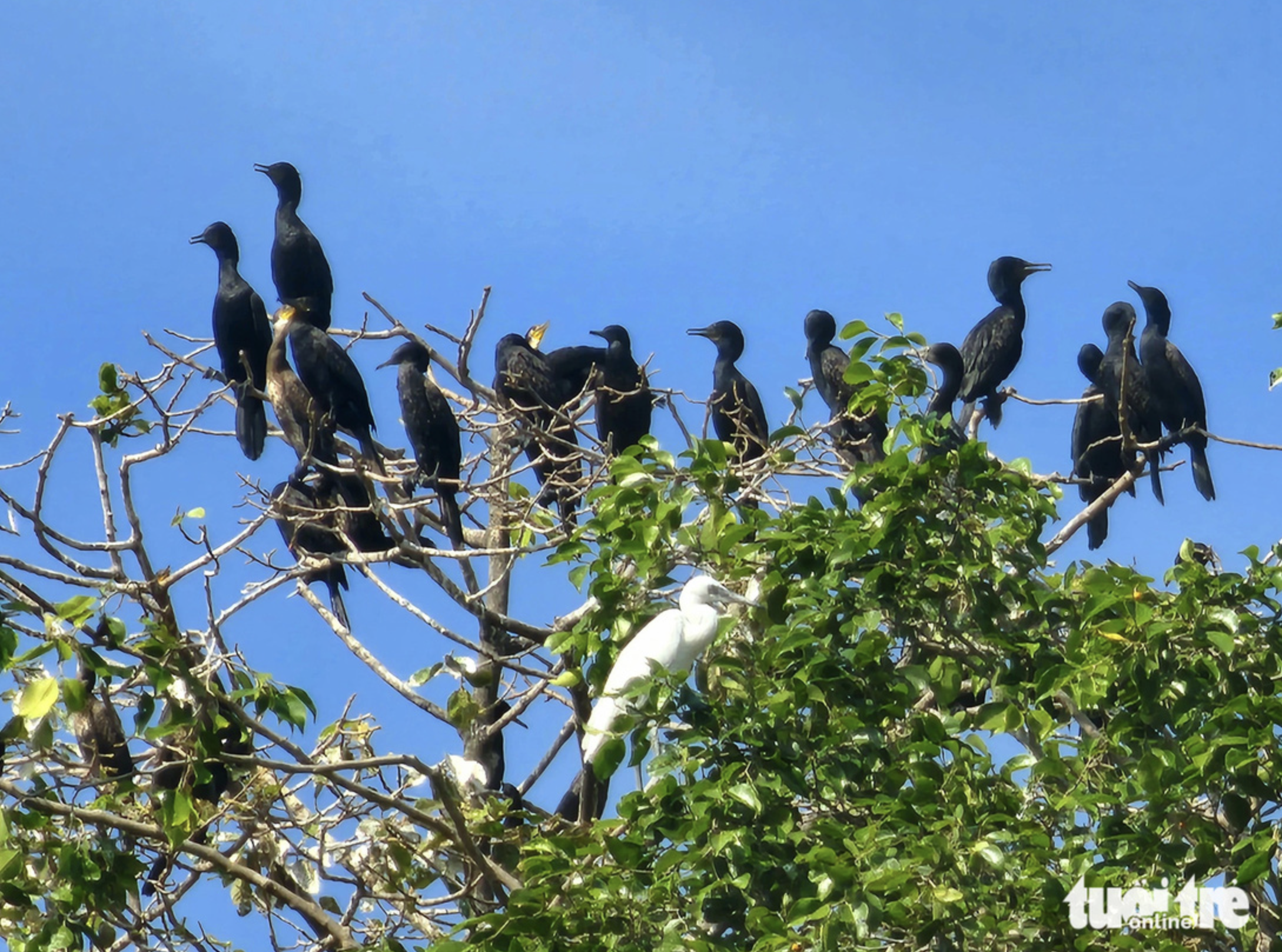 Wild birds roost on tree branches in a garden in An Giang Province, southern Vietnam. Photo: Ngoc Khai / Tuoi Tre