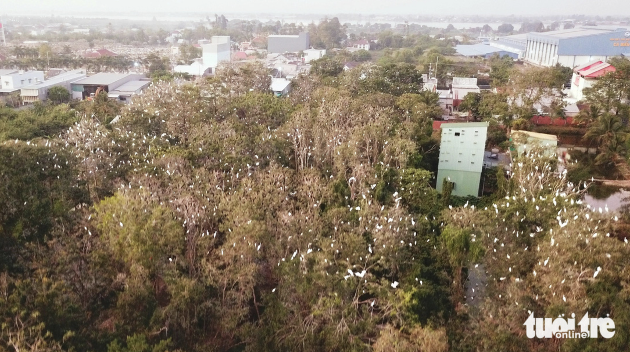 Thousands of wild birds nest on trees in a garden along National Highway 91 in An Giang Province, southern Vietnam. Photo: Ngoc Khai / Tuoi Tre