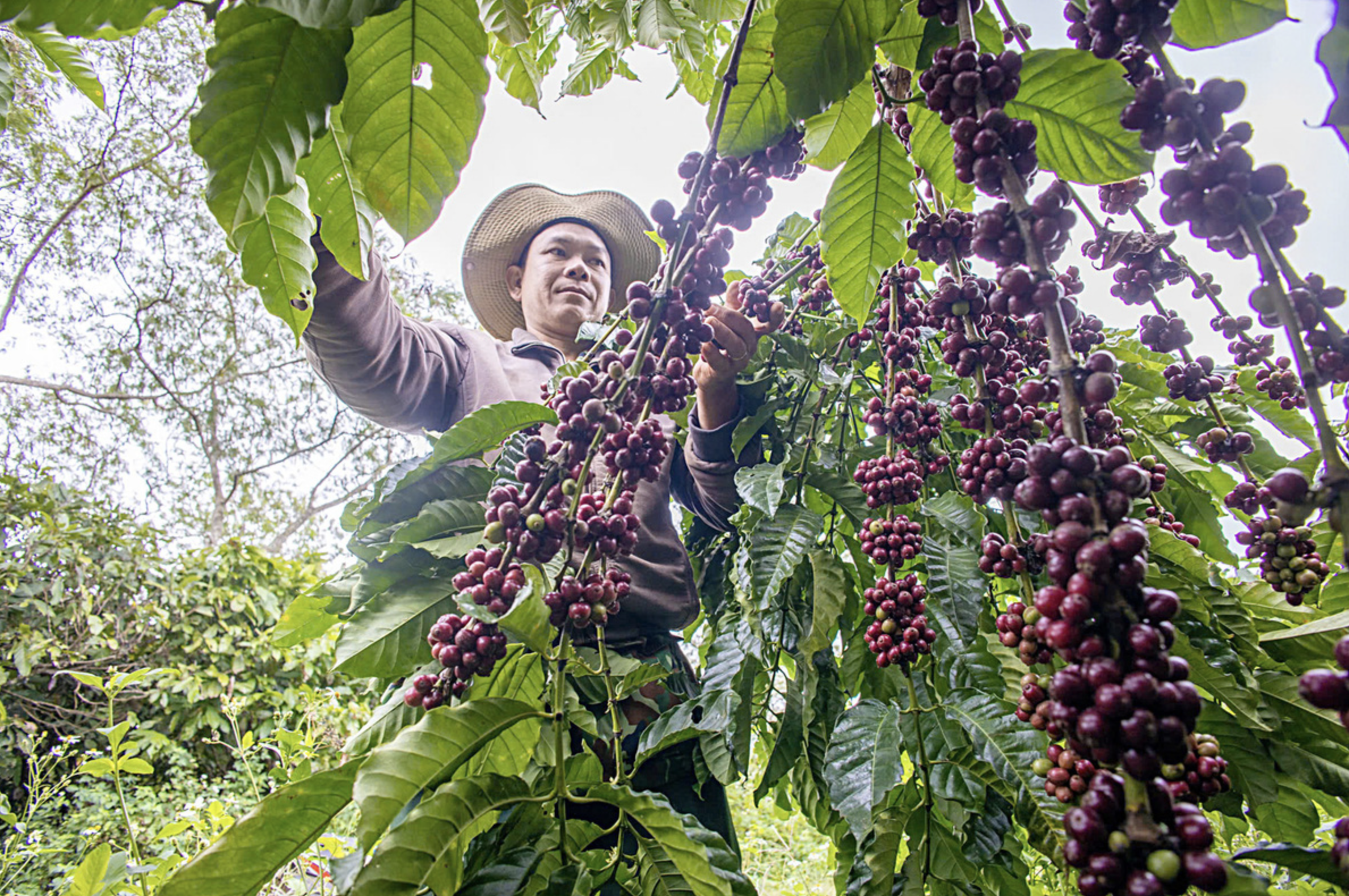 A farmer harvests coffee in Vietnam. Photo: Trung Tan / Tuoi Tre