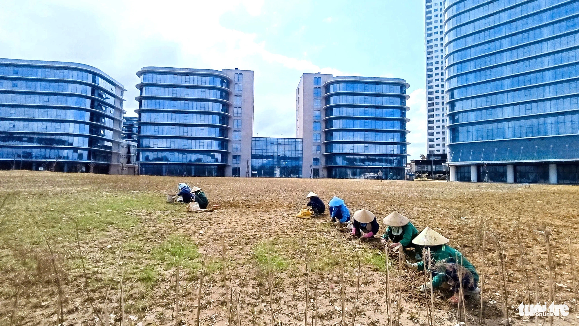 Workers are planting grass at the newly-opened Da Nang Software Park No. 2 in Da Nang City, central Vietnam. Photo: Tuoi Tre