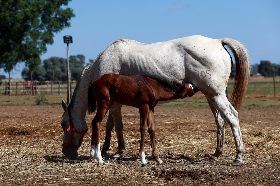 [4/6]A genetically modified polo horse is nursed by a mare in San Antonio de Areco, on the outskirts of Buenos Aires, Argentina January 30, 2025. Photo: Reuters