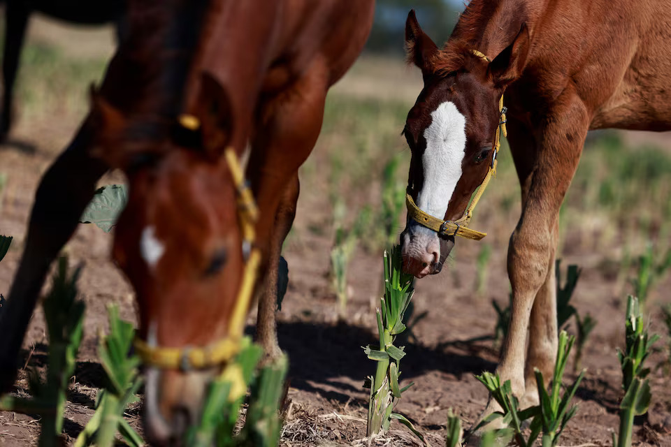 [5/6]Genetically modified polo horses stand in San Antonio de Areco, on the outskirts of Buenos Aires, Argentina January 30, 2025. Photo: Reuters