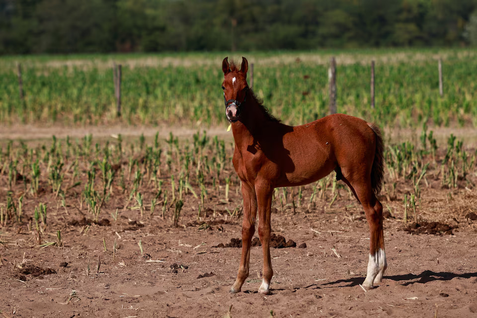 [6/6]A genetically modified polo horse stands in San Antonio de Areco, on the outskirts of Buenos Aires, Argentina January 30, 2025. Photo: Reuters