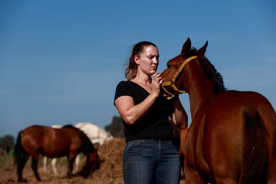 [3/6]Veterinary Antonella Peiretti examines a genetically modified polo horse in San Antonio de Areco, on the outskirts of Buenos Aires, Argentina January 30, 2025. Photo: Reuters