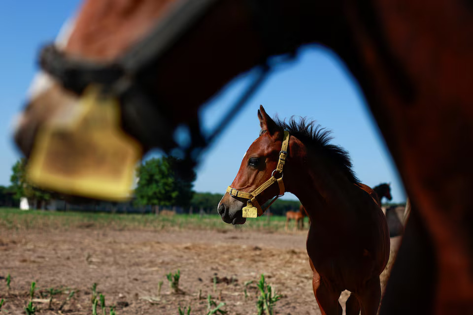 Argentina breeds gene-edited polo super ponies