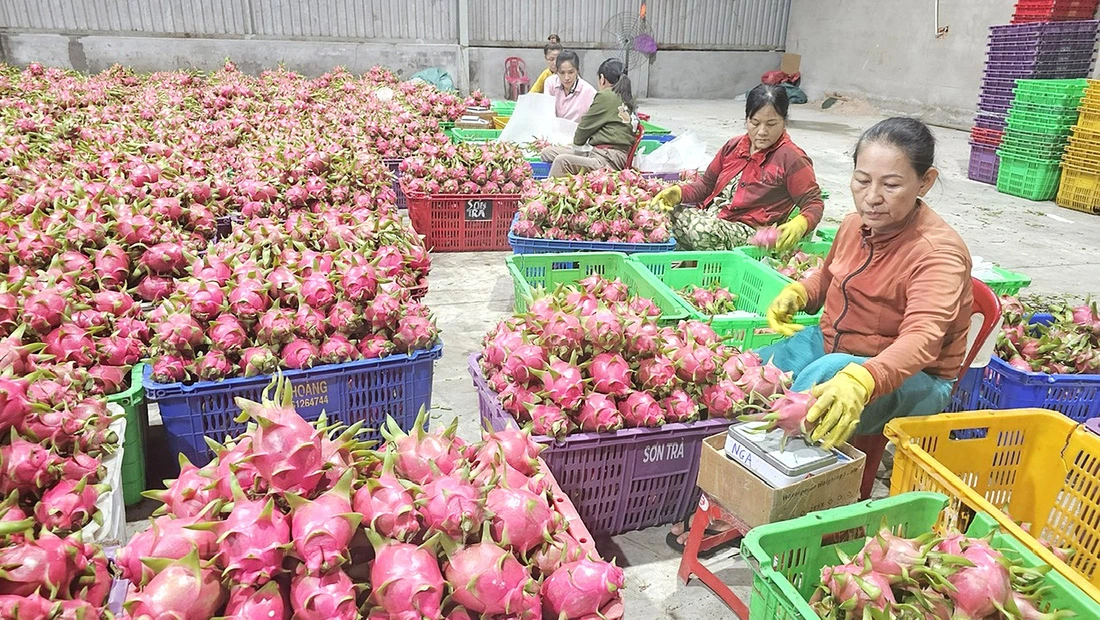 Vietnam exports a large volume of dragon fruits to the U.S.. Photo: N.Tri / Tuoi Tre