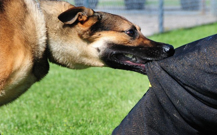 Octogenarian woman dies in suspected rabid dog attack in southern Vietnam