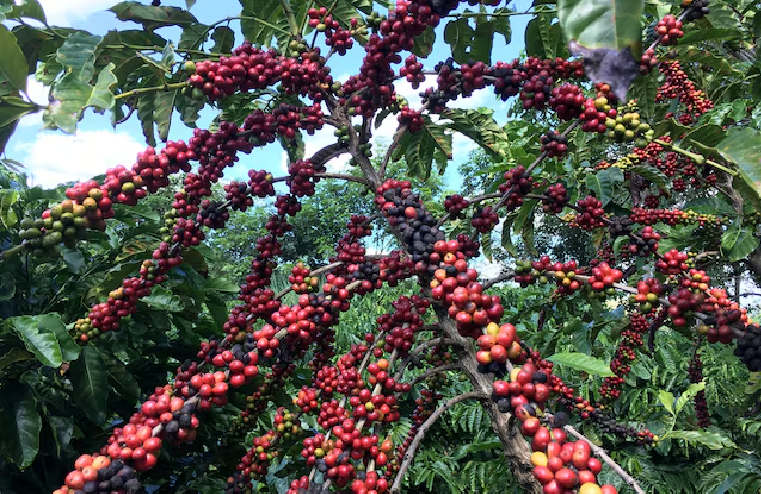 Brazil roasters fret over fake coffee as prices soar