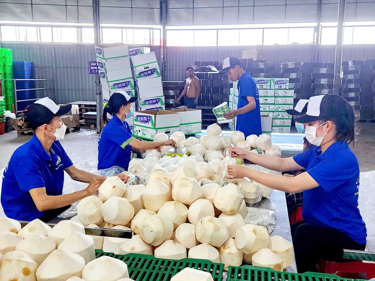 Vietnam’s coconuts, durians promising to further expand way to China: Chinese consul general