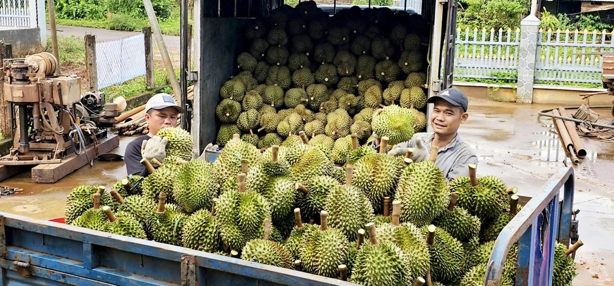 Durian exports to China are forecast to continue booming. Photo: Nguyen Tri / Tuoi Tre