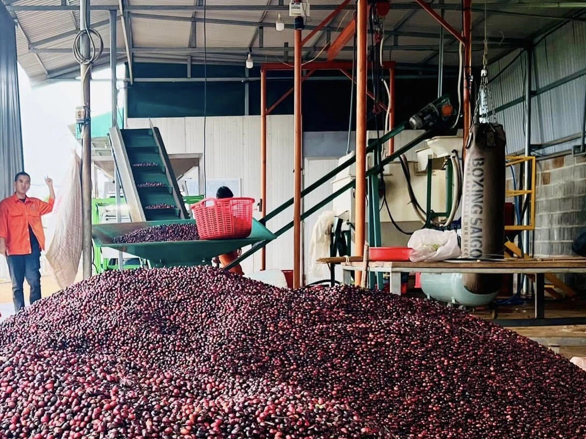 Vietnam's coffee exports reach record high