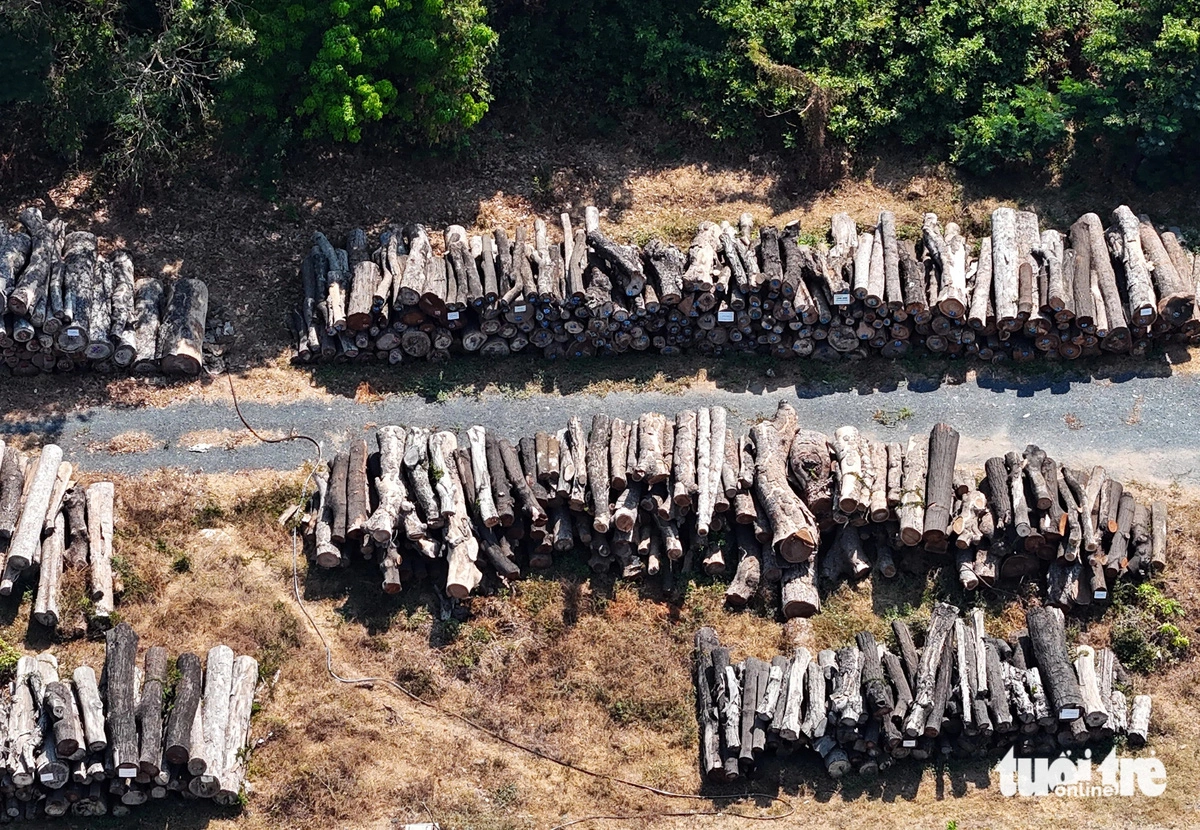 Departments at odds, waiting for municipal decision for felled lumber in Ho Chi Minh City