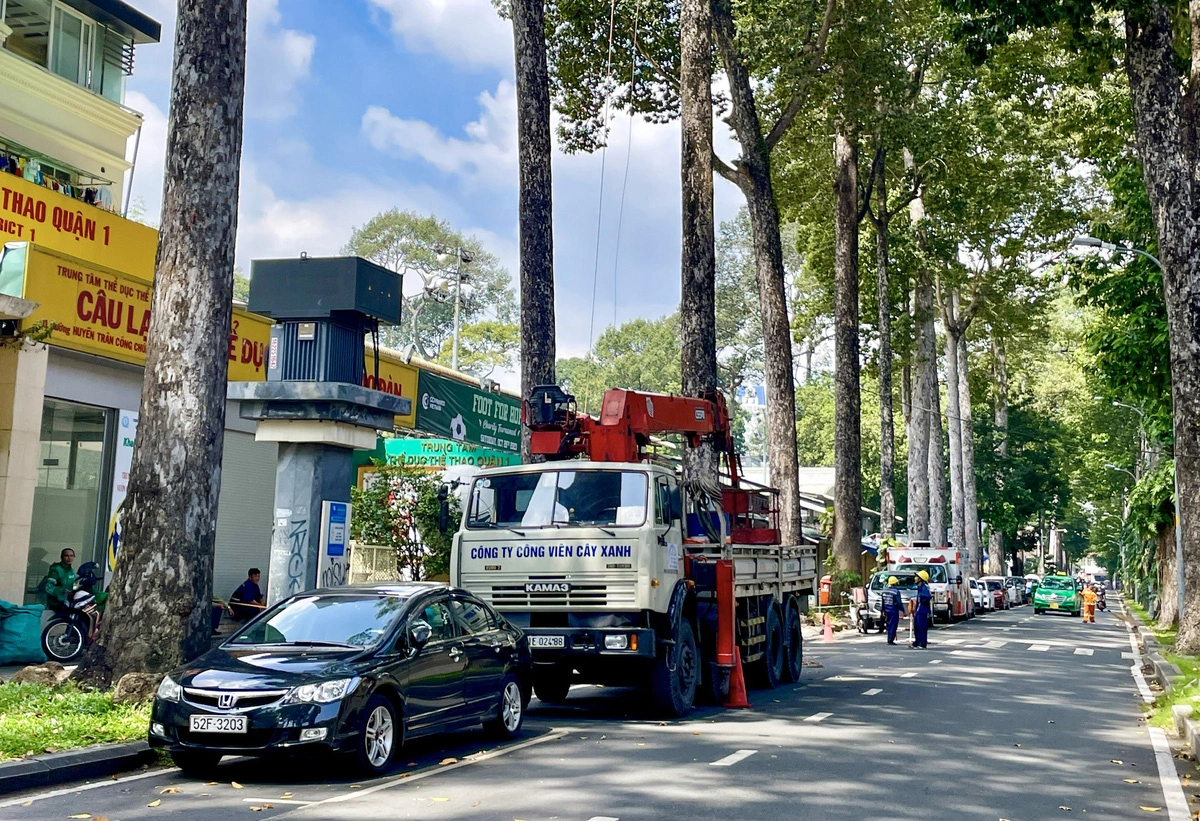 The felling of damaged trees is still ongoing, but the logs are not being auctioned, leading to an overload of storage, log rotting, and great waste. Photo: Chau Tuan / Tuoi Tre