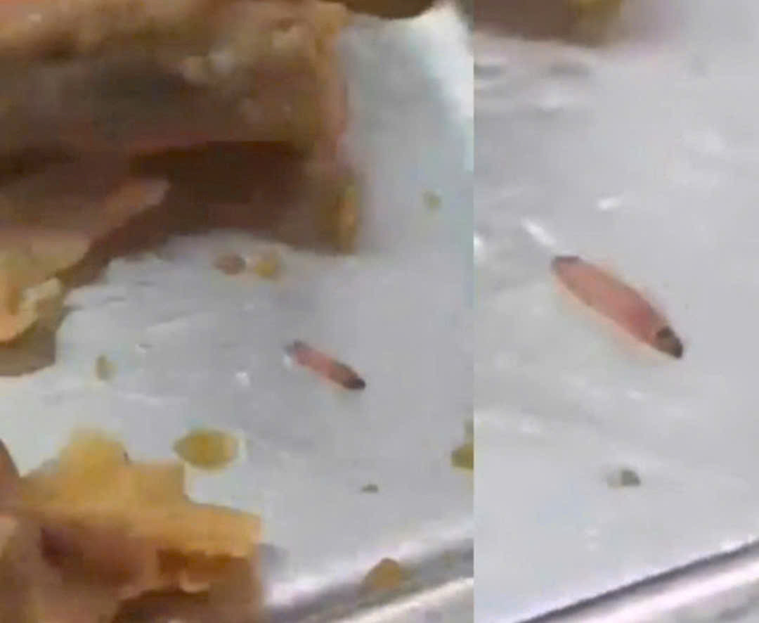 Student finds live larvae in lunch at Ho Chi Minh City int’l school