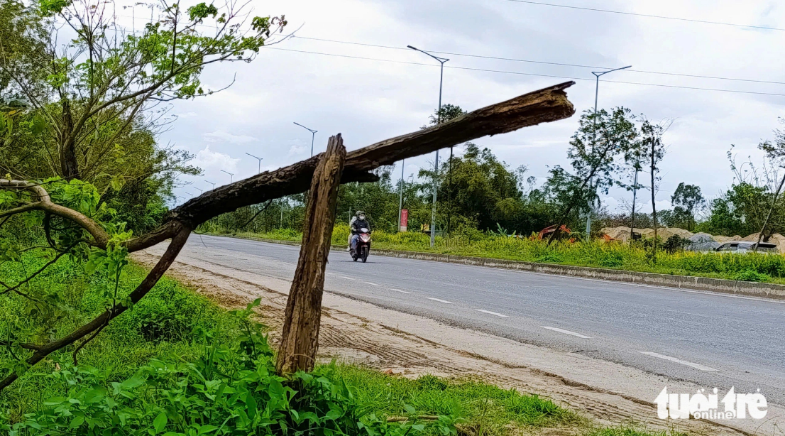 Dying trees line Da Nang road