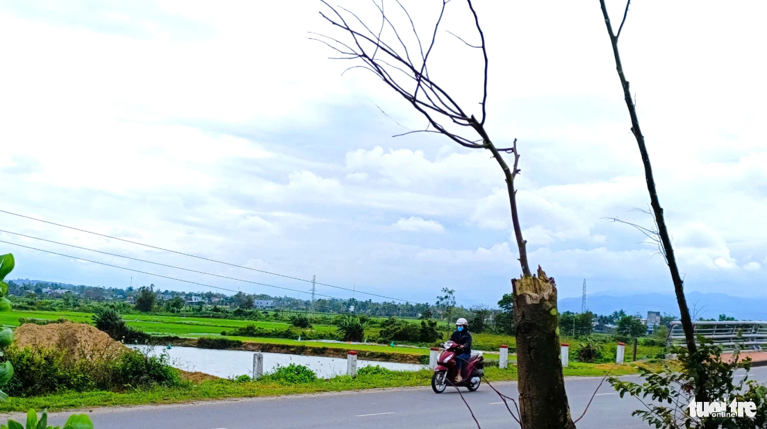 The issue of dead trees along Hoa Phuoc-Hoa Khuong Road in Da Nang, central Vietnam has yet to be addressed. Photo: Doan Cuong / Tuoi Tre