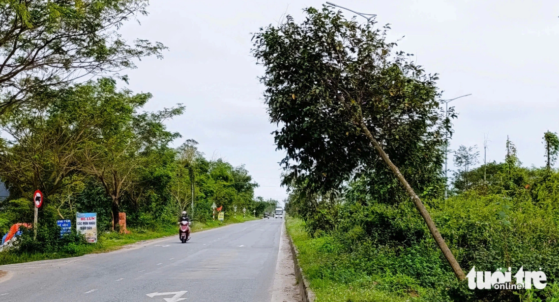 Many trees along Hoa Phuoc - Hoa Khuong Road in Da Nang, central Vietnam are leafless and have been left to wither. Photo: Doan Cuong / Tuoi Tre