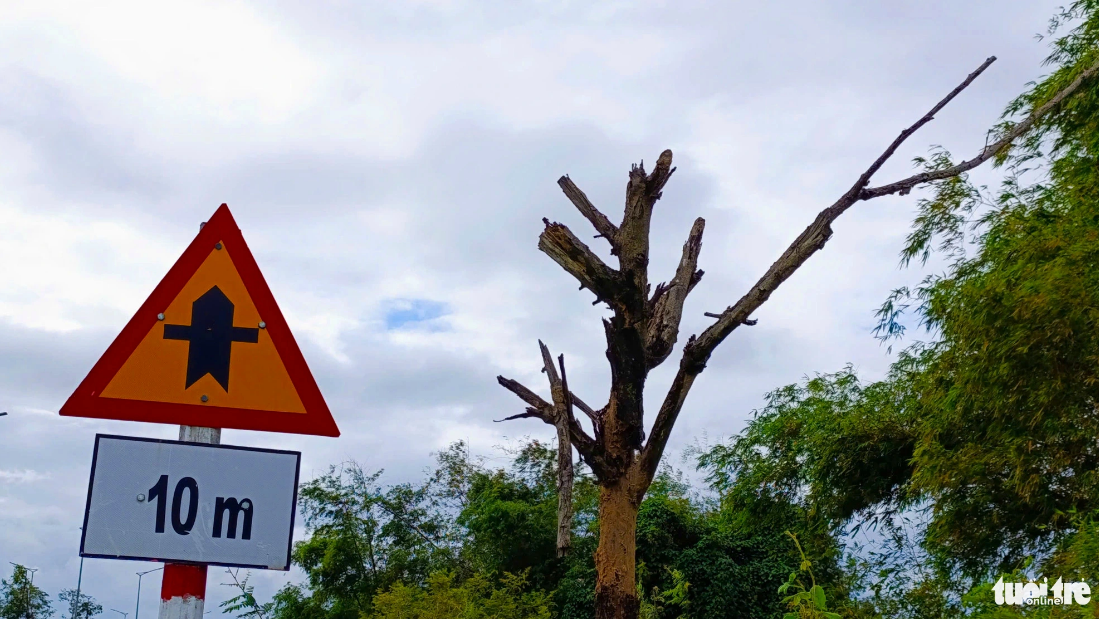 A tree on Hoa Phuoc-Hoa Khuong Road in Da Nang, central Vietnam stripped bare. Photo: Doan Cuong / Tuoi Tre